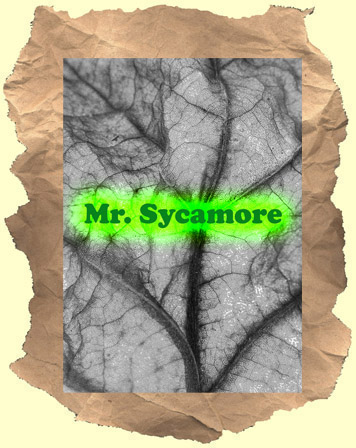 mr sycamore 1